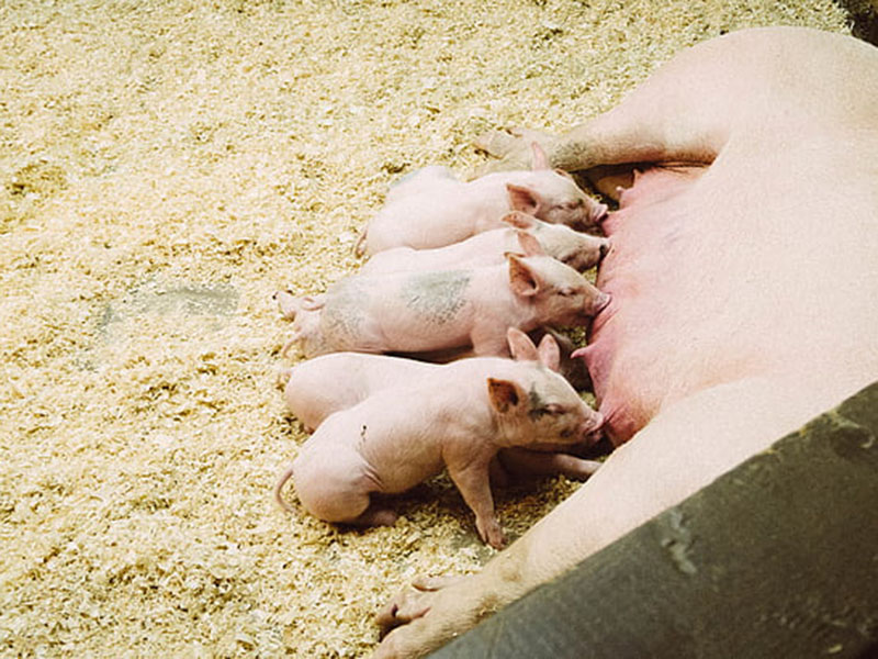 動物疫病快速診斷儀快速、安全、便攜