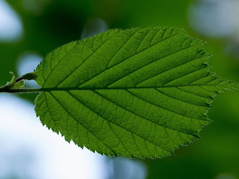 葉綠素儀可廣泛用于農林植物和科研的生產指導 葉綠素儀可廣泛用于農林植物和科研的生產指導