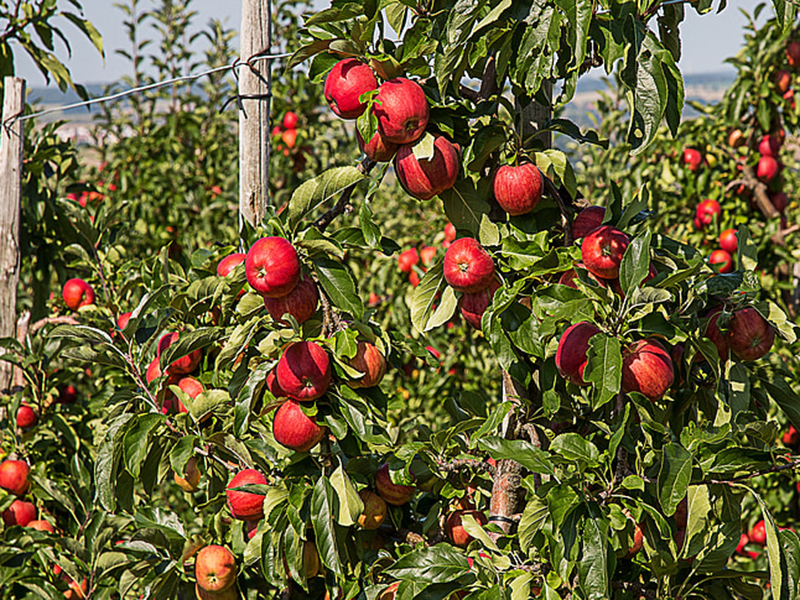 高智能土壤養分檢測儀輔助果園管理