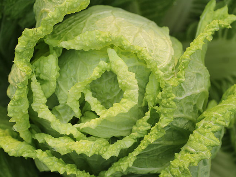 怎樣可以檢測小白菜中農藥殘留是否超標？