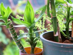 利用土壤氮、磷、鉀檢測器檢測土壤養分