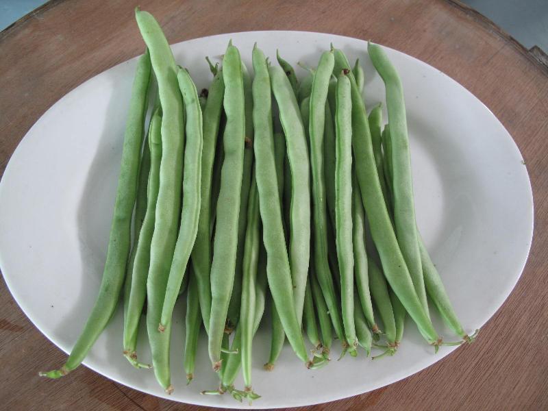 農藥殘留檢測儀，檢測四季豆農藥殘留含量