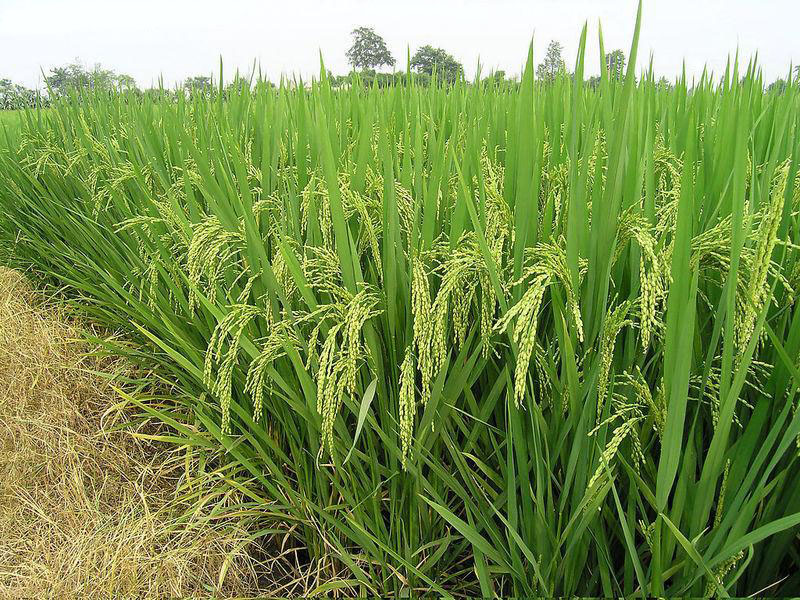 糧食重金屬快速檢測儀，為糧食安全提供保障