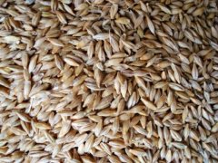 糧食重金屬檢測儀，滿足現場檢測需求