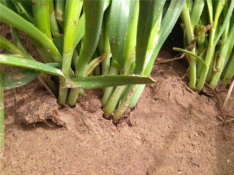 植物莖稈強度測定儀，對作物栽培提供幫助