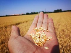 糧食水分測量儀，為小麥提供合理存儲(chǔ)時(shí)間