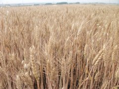 小麥中會(huì)含有多少黃曲霉素？