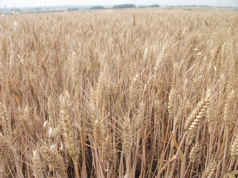 小麥黃曲霉素檢測儀，可為小麥健康助力