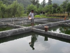 水中硫化氫檢測儀，可以為水產養殖做什么？